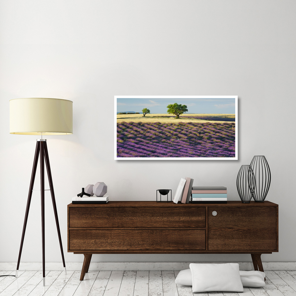 Lavender field and almond tree, Provence, France-Paper Art-50&quotx26"