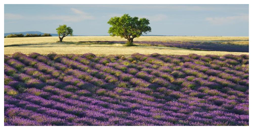 Lavender field and almond tree, Provence, France-Paper Art-62"x32"