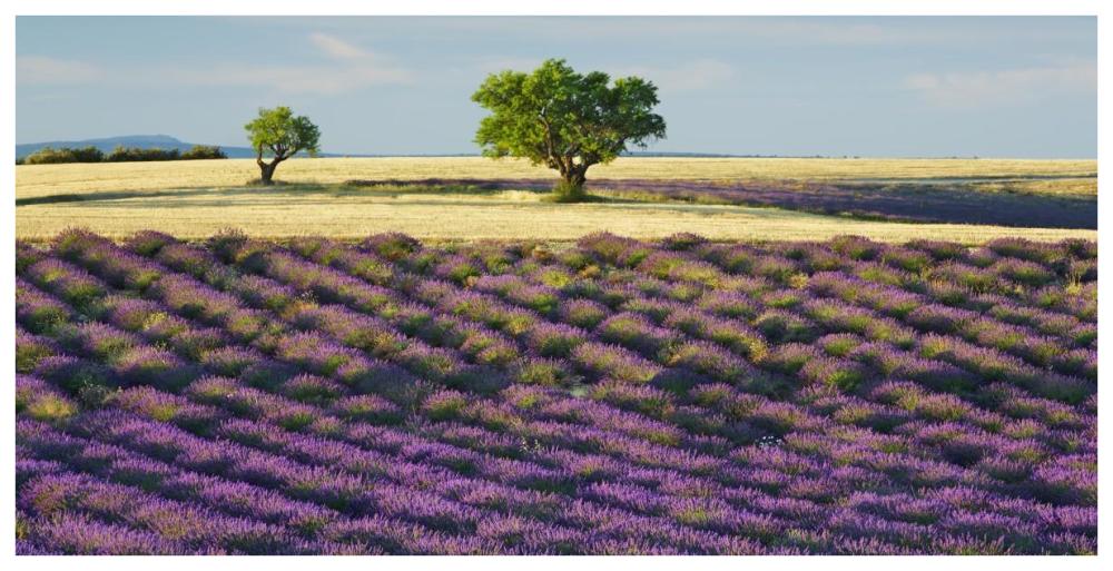 Lavender field and almond tree, Provence, France-Paper Art-74"x38"