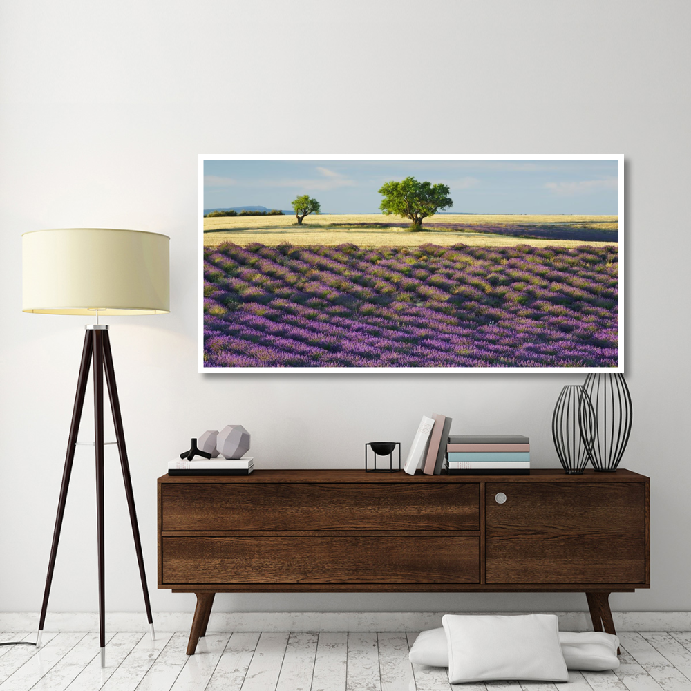 Lavender field and almond tree, Provence, France-Paper Art-74&quotx38"