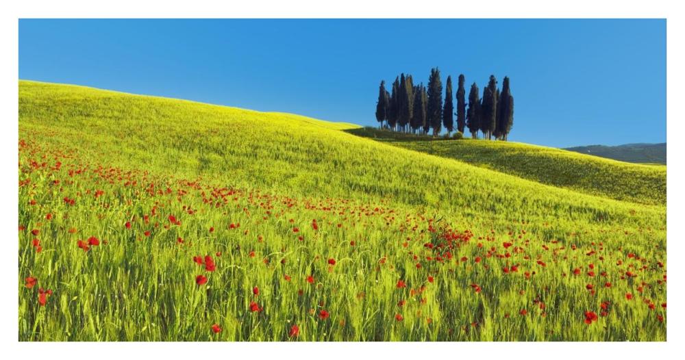 Cypress and corn field, Tuscany, Italy-Paper Art-38"x20"