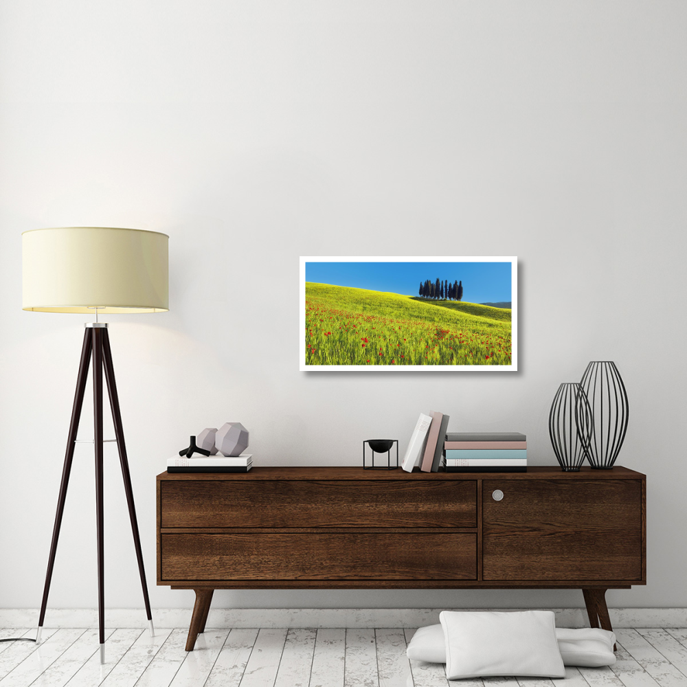 Cypress and corn field, Tuscany, Italy-Paper Art-38&quotx20"
