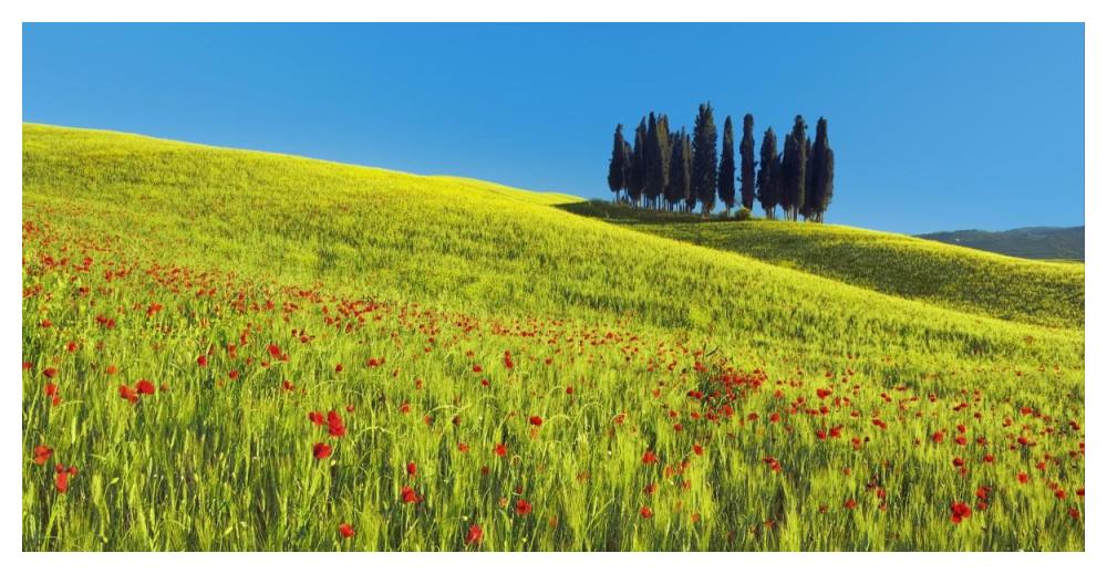 Cypress and corn field, Tuscany, Italy-Paper Art-50"x26"