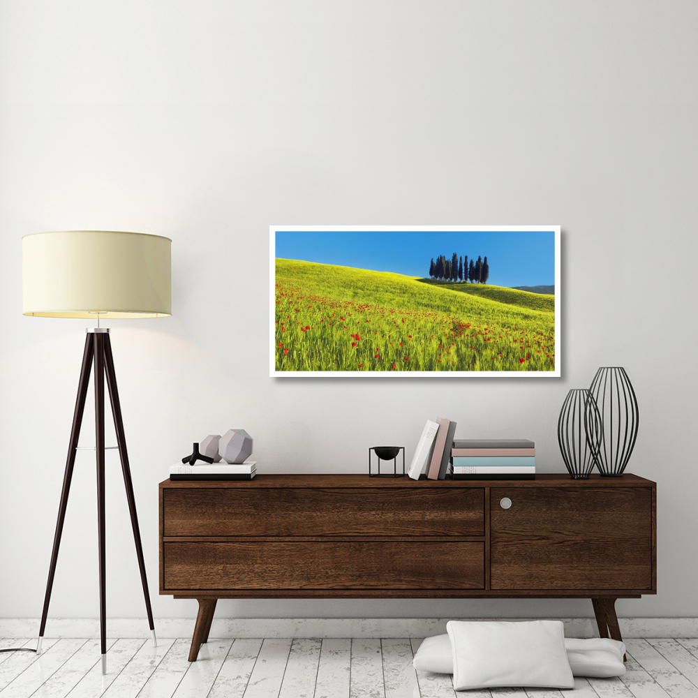 Cypress and corn field, Tuscany, Italy-Paper Art-50&quotx26"