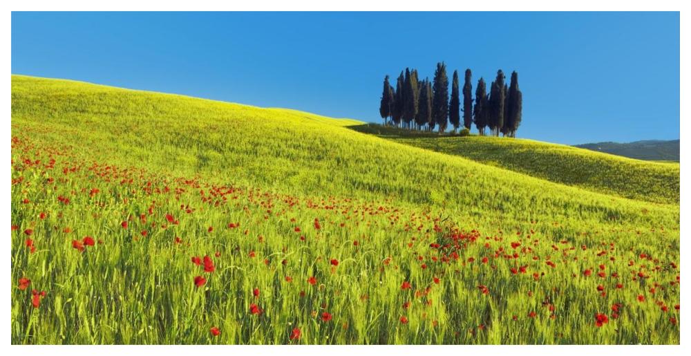 Cypress and corn field, Tuscany, Italy-Paper Art-62"x32"