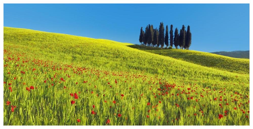 Cypress and corn field, Tuscany, Italy-Paper Art-74"x38"