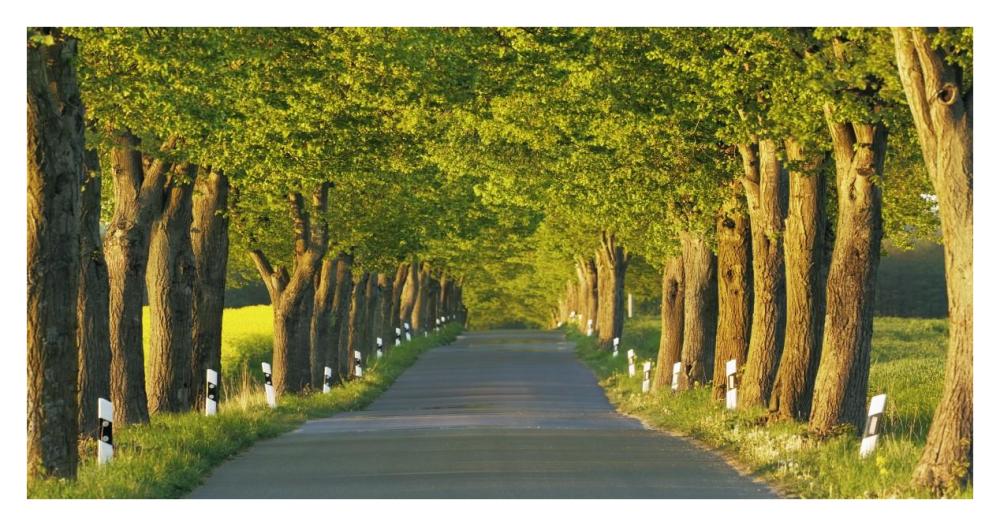 Lime tree alley, Mecklenburg Lake District, Germany-Paper Art-38"x20"