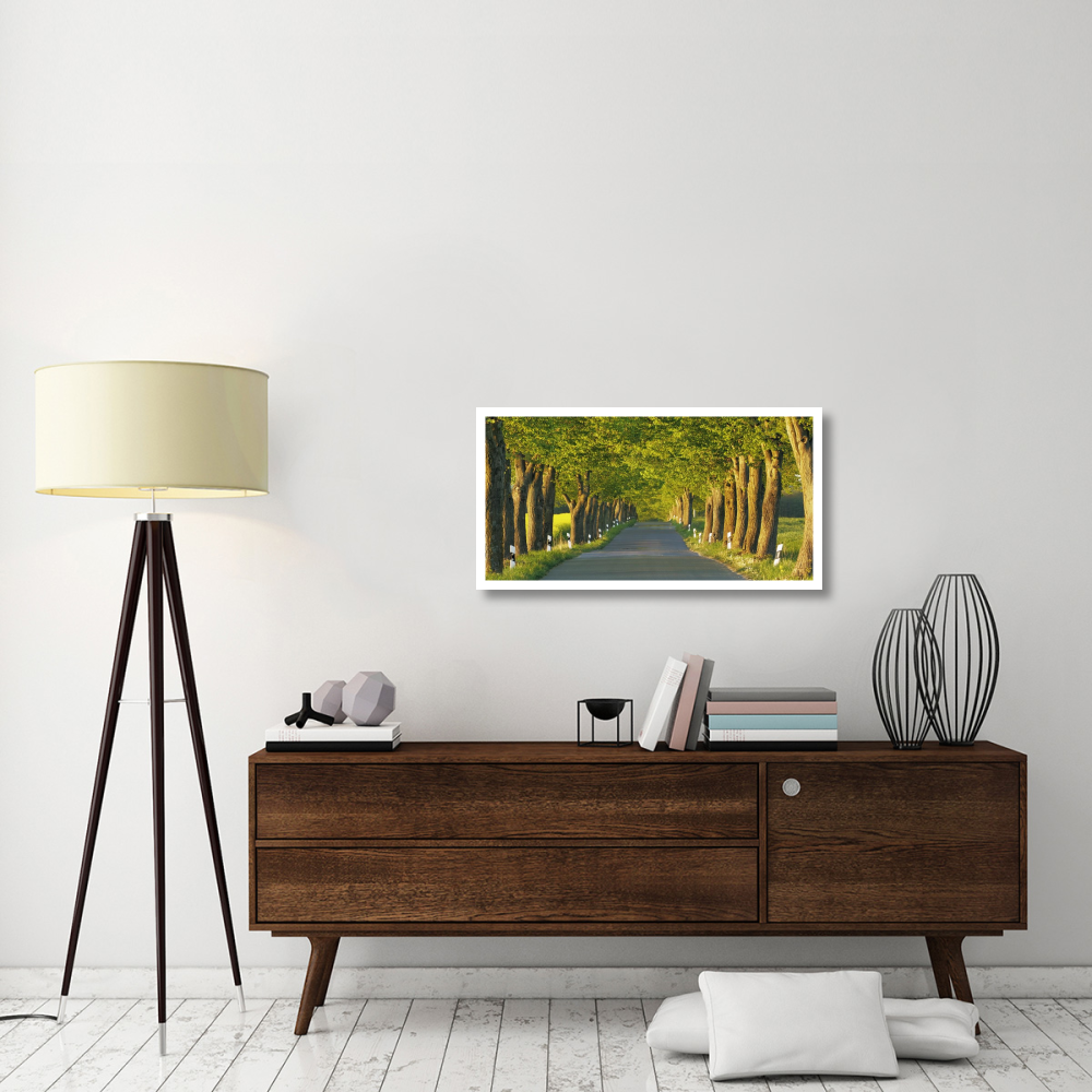 Lime tree alley, Mecklenburg Lake District, Germany-Paper Art-38&quotx20"