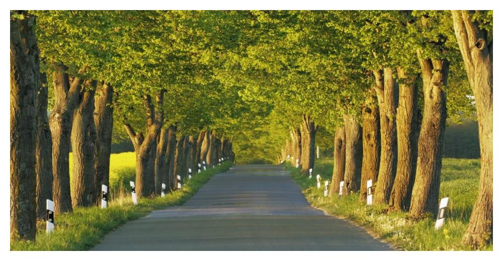 Lime tree alley, Mecklenburg Lake District, Germany-Paper Art-50"x26"