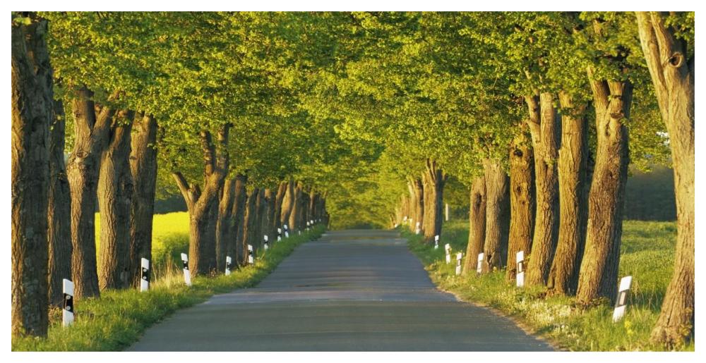 Lime tree alley, Mecklenburg Lake District, Germany-Paper Art-62"x32"