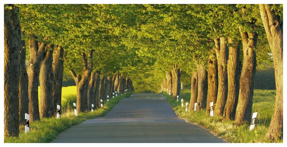 Lime tree alley, Mecklenburg Lake District, Germany-Paper Art-74"x38"