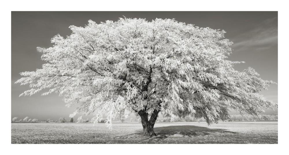 Lime tree with frost, Bavaria, Germany-Paper Art-26"x14"