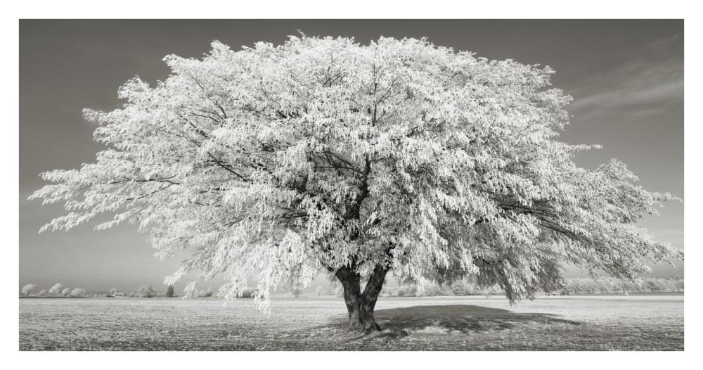 Lime tree with frost, Bavaria, Germany-Paper Art-38"x20"