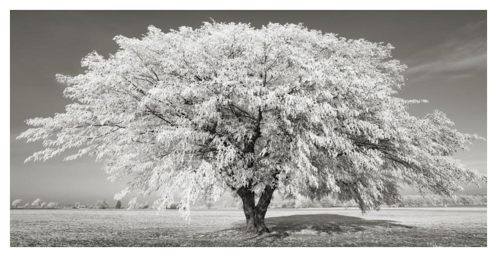 Lime tree with frost, Bavaria, Germany-Paper Art-50"x26"