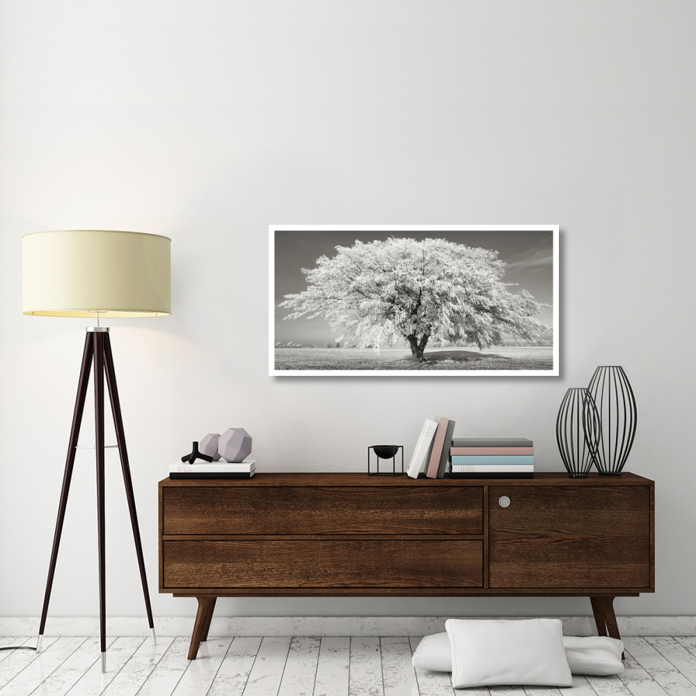Lime tree with frost, Bavaria, Germany-Paper Art-50&quotx26"