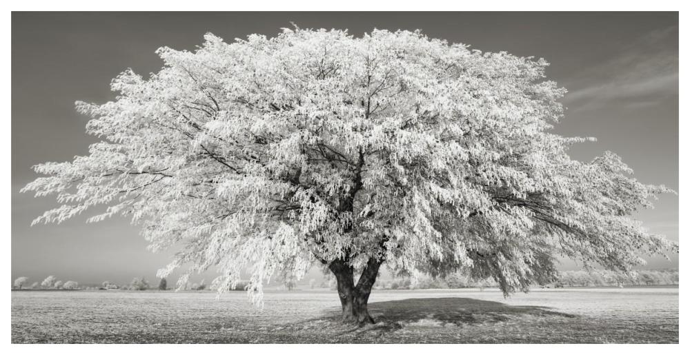 Lime tree with frost, Bavaria, Germany-Paper Art-62"x32"