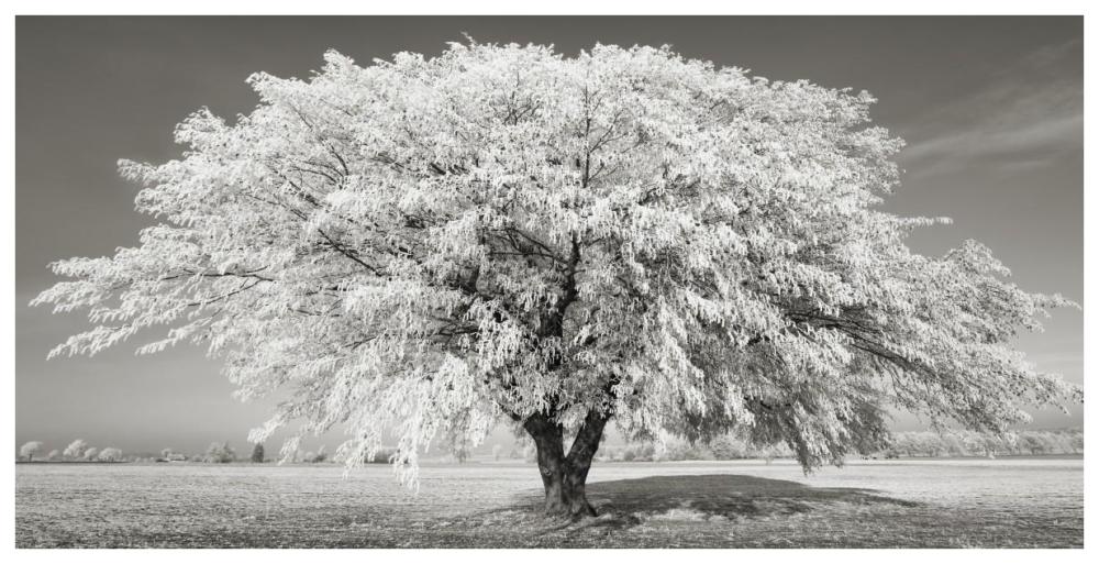 Lime tree with frost, Bavaria, Germany-Paper Art-74"x38"