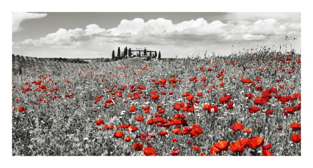 Farm house with cypresses and poppies, Tuscany, Italy-Paper Art-26"x14"