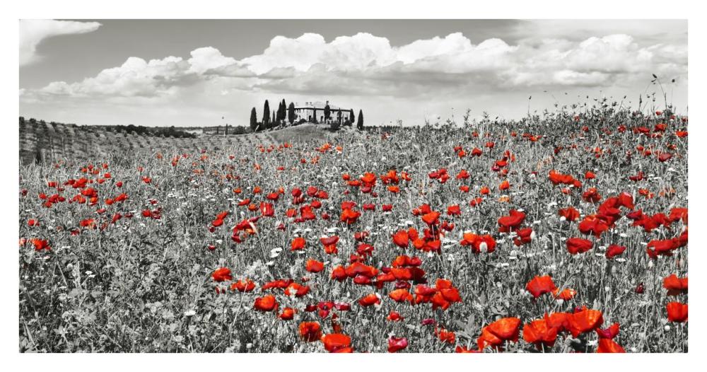 Farm house with cypresses and poppies, Tuscany, Italy-Paper Art-38"x20"