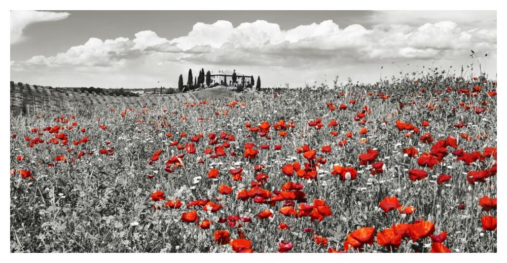 Farm house with cypresses and poppies, Tuscany, Italy-Paper Art-50"x26"