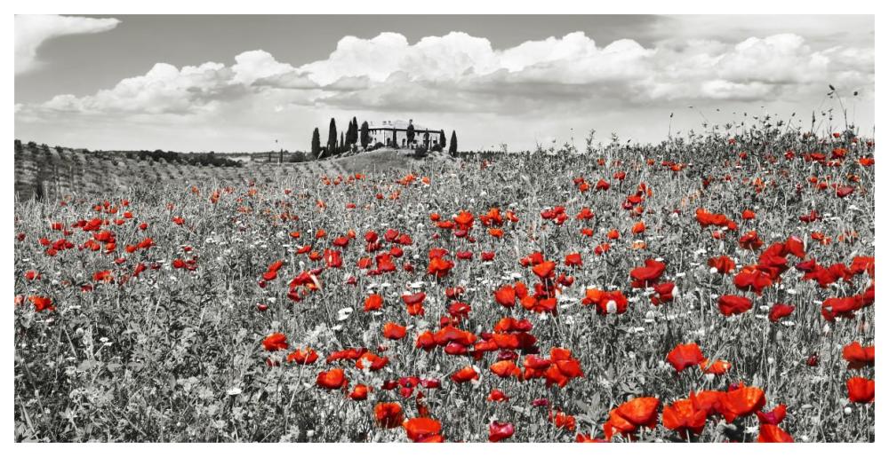 Farm house with cypresses and poppies, Tuscany, Italy-Paper Art-62"x32"