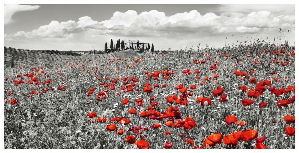 Farm house with cypresses and poppies, Tuscany, Italy-Paper Art-74"x38"