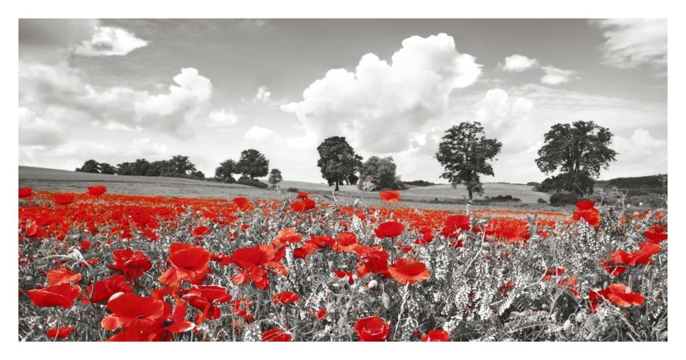 Poppies and vicias in meadow, Mecklenburg Lake District, Germany-Paper Art-38"x20"