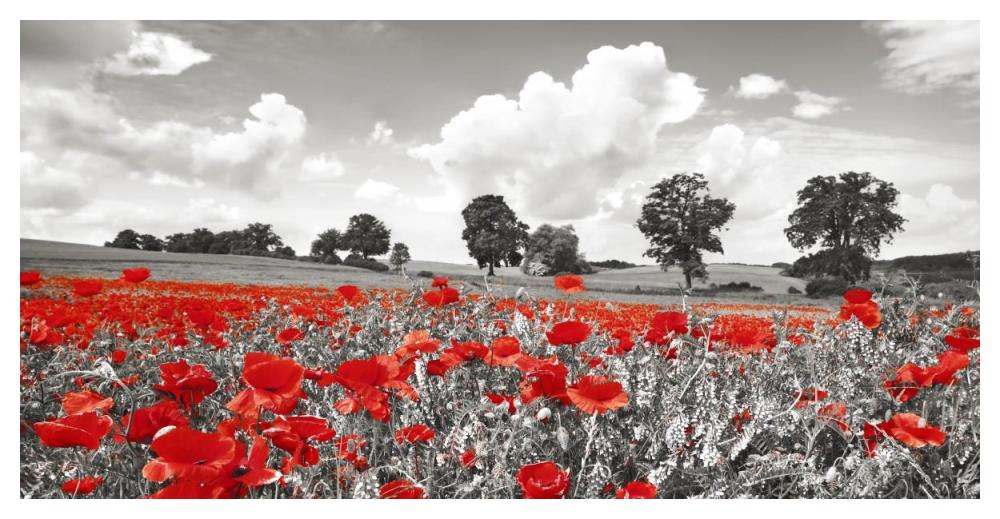 Poppies and vicias in meadow, Mecklenburg Lake District, Germany-Paper Art-50"x26"