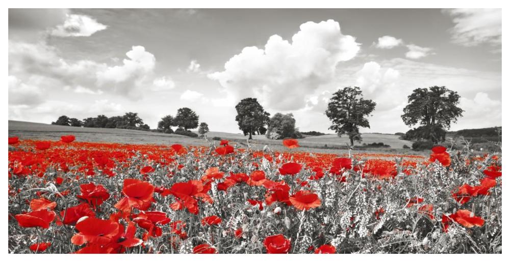 Poppies and vicias in meadow, Mecklenburg Lake District, Germany-Paper Art-62"x32"