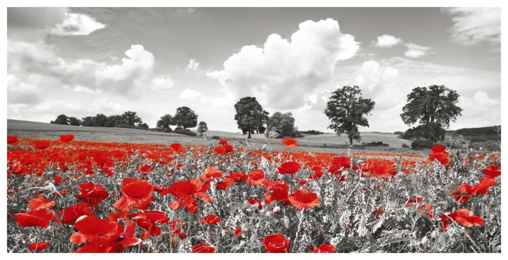 Poppies and vicias in meadow, Mecklenburg Lake District, Germany-Paper Art-74"x38"
