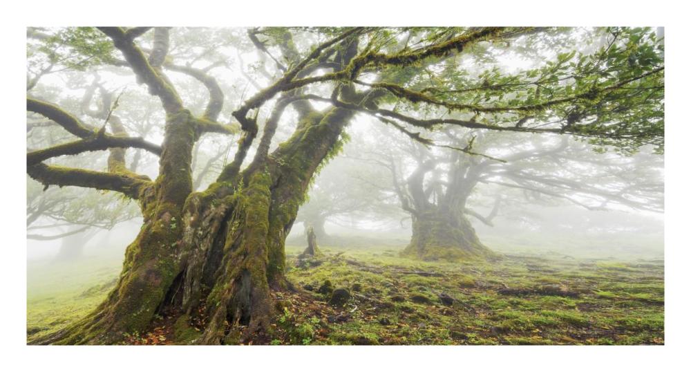 Laurel forest in fog, Madeira, Portugal-Paper Art-26"x14"