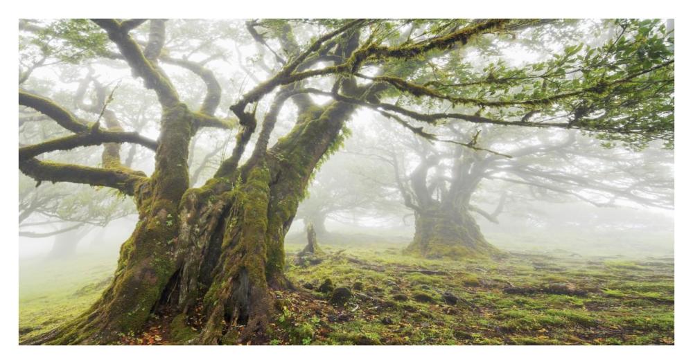 Laurel forest in fog, Madeira, Portugal-Paper Art-38"x20"