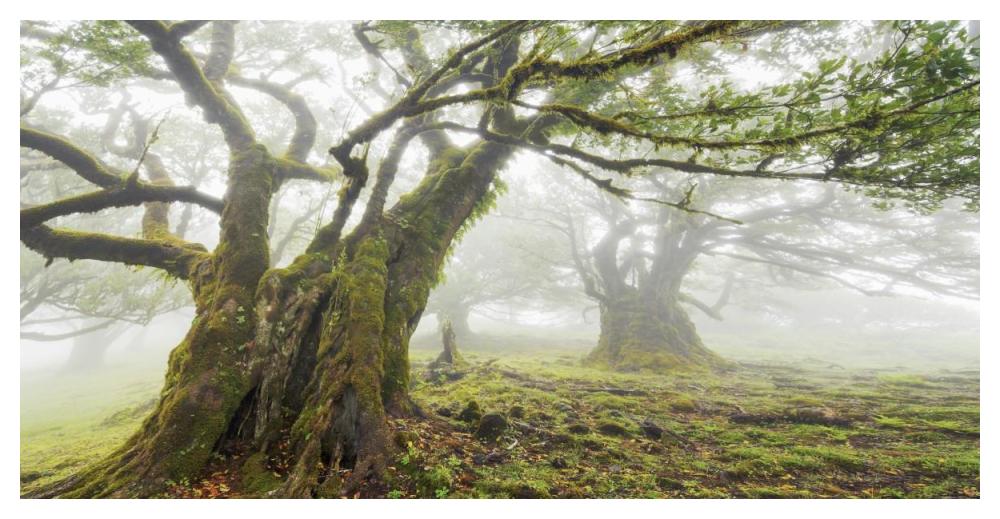 Laurel forest in fog, Madeira, Portugal-Paper Art-50"x26"