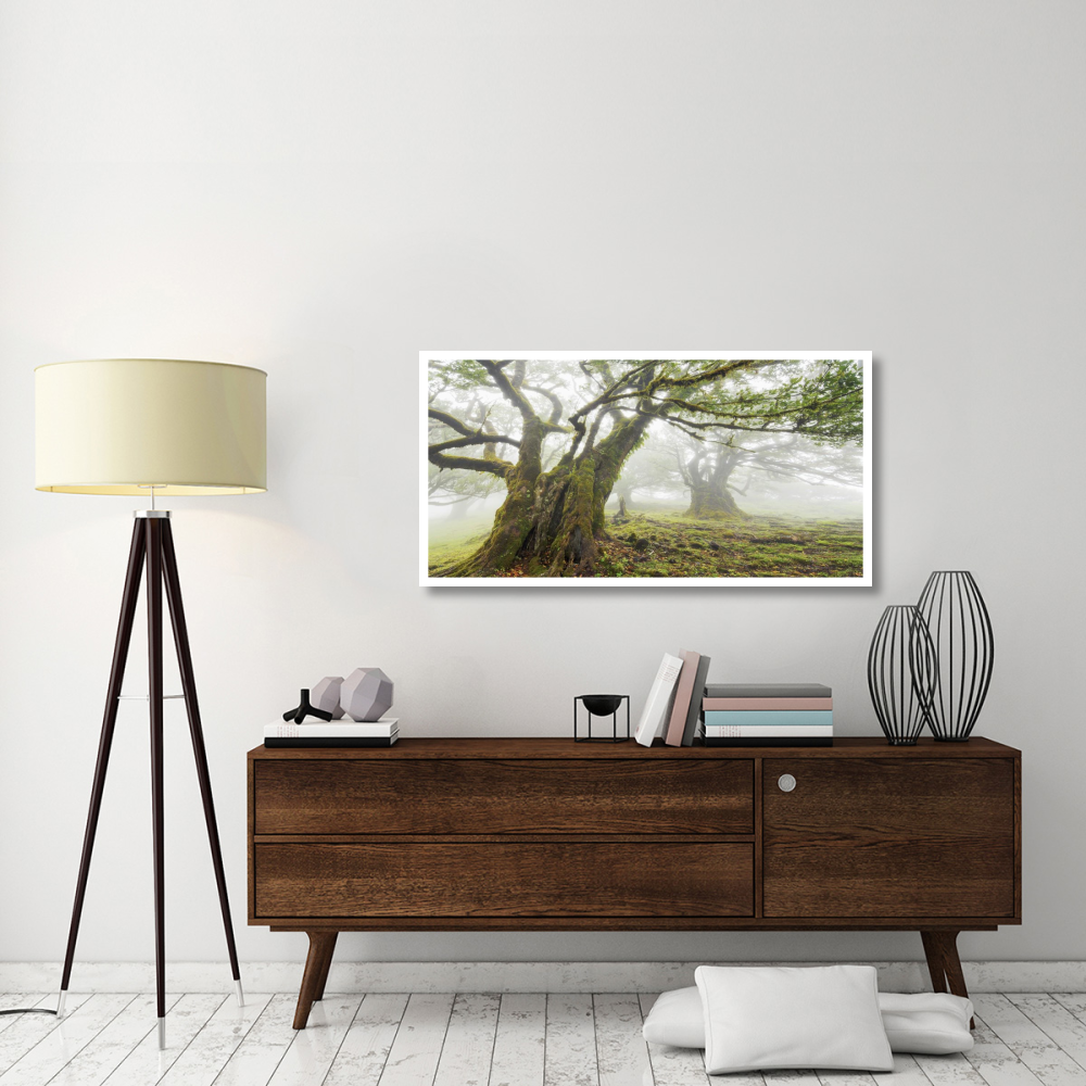 Laurel forest in fog, Madeira, Portugal-Paper Art-50&quotx26"