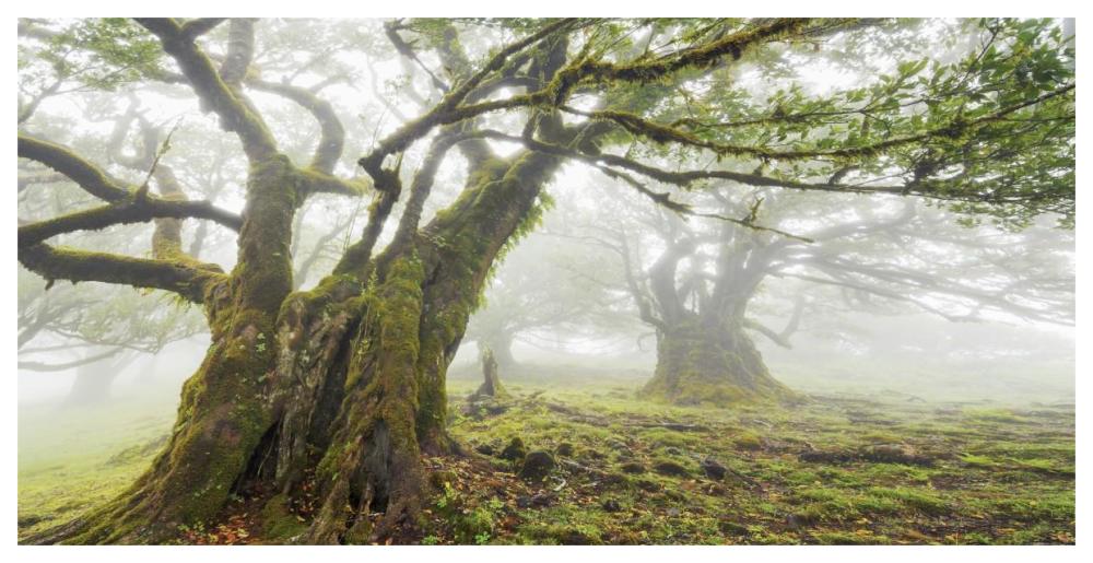 Laurel forest in fog, Madeira, Portugal-Paper Art-62"x32"