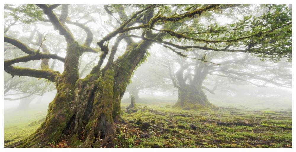 Laurel forest in fog, Madeira, Portugal-Paper Art-74"x38"