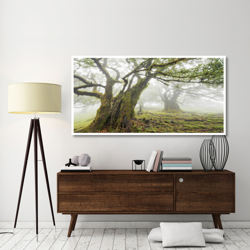 Laurel forest in fog, Madeira, Portugal-Paper Art-74&quotx38"