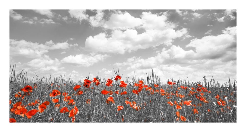 Poppies in corn field, Bavaria, Germany-Paper Art-26"x14"