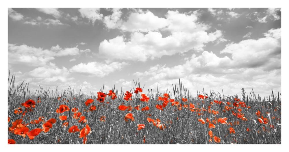 Poppies in corn field, Bavaria, Germany-Paper Art-38"x20"