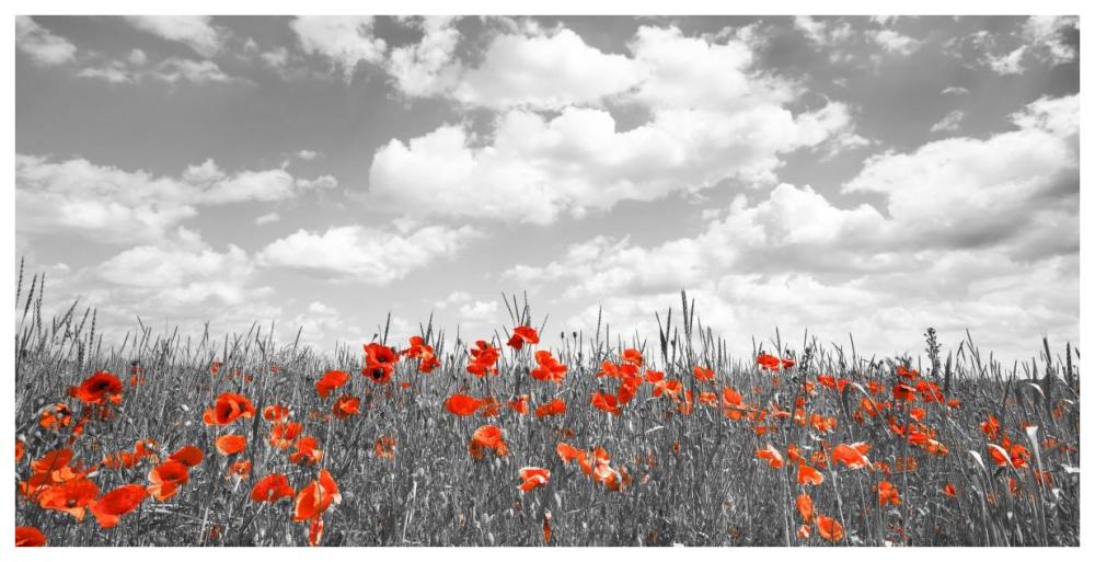 Poppies in corn field, Bavaria, Germany-Paper Art-74"x38"