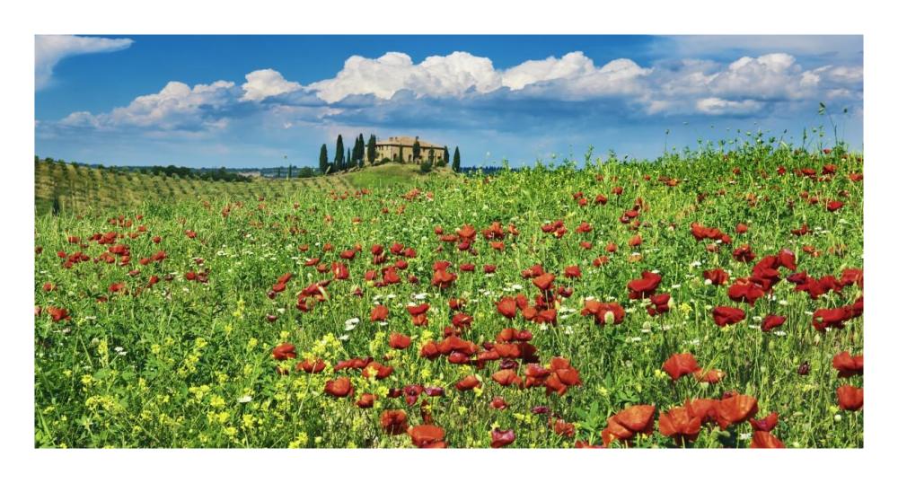 Farm house with cypresses and poppies, Tuscany, Italy-Paper Art-26"x14"