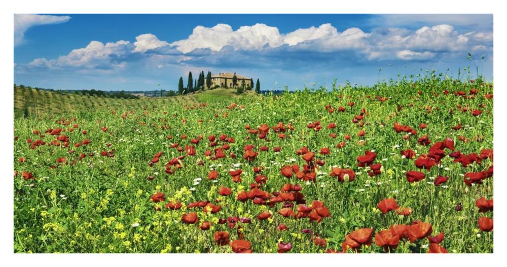 Farm house with cypresses and poppies, Tuscany, Italy-Paper Art-38"x20"