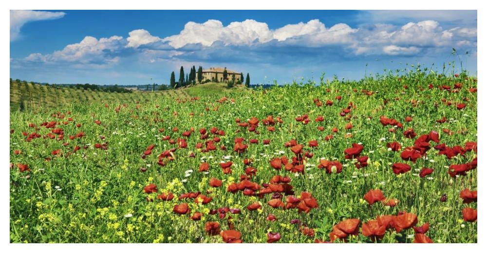 Farm house with cypresses and poppies, Tuscany, Italy-Paper Art-50"x26"