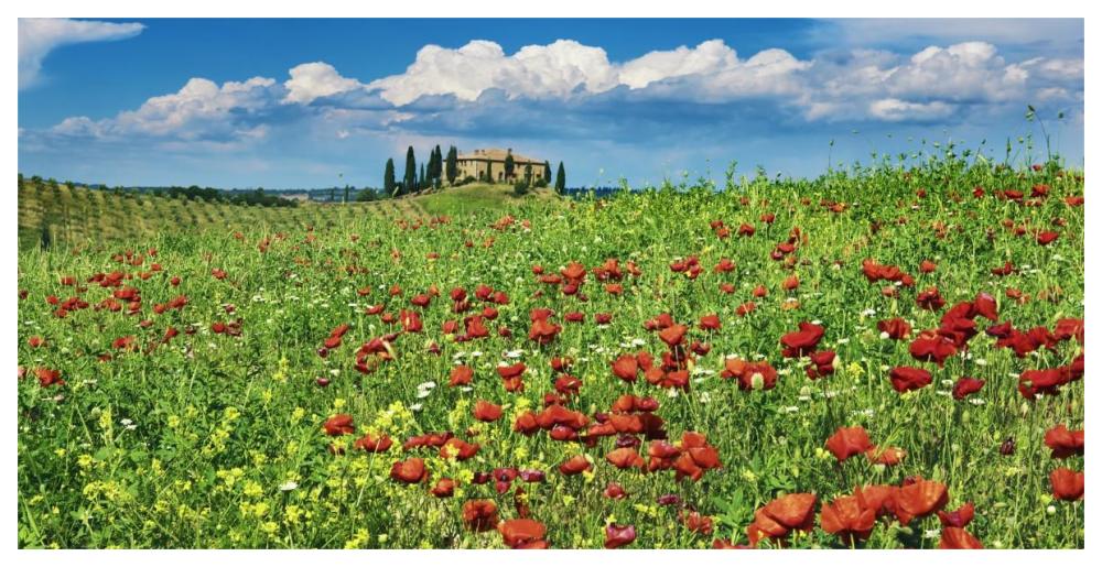 Farm house with cypresses and poppies, Tuscany, Italy-Paper Art-62"x32"