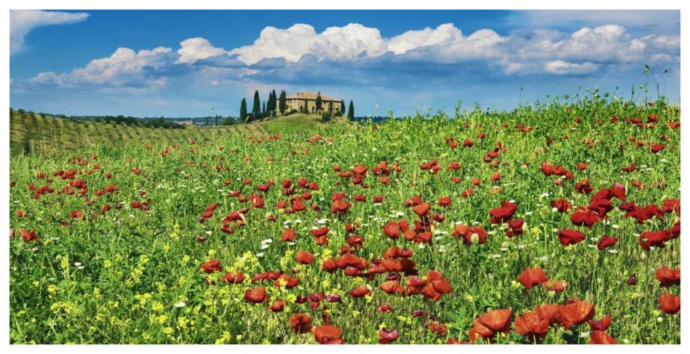 Farm house with cypresses and poppies, Tuscany, Italy-Paper Art-74"x38"