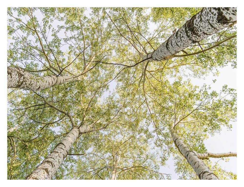 Birch woods in spring-Paper Art-34"x26"