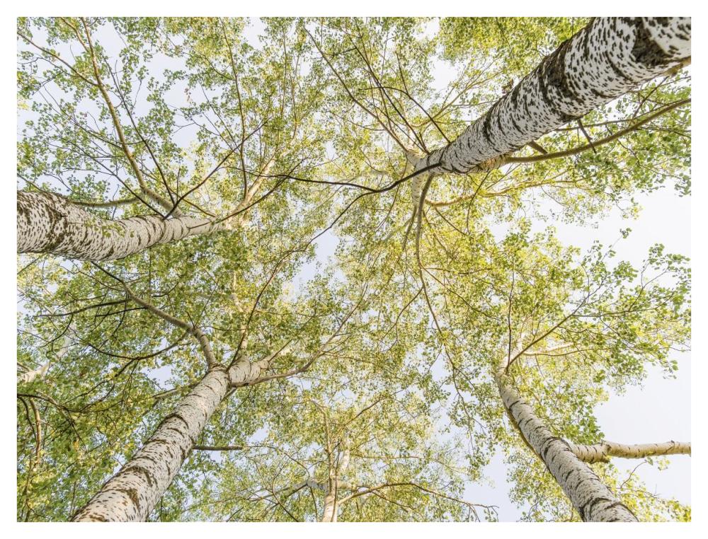 Birch woods in spring-Paper Art-42"x32"