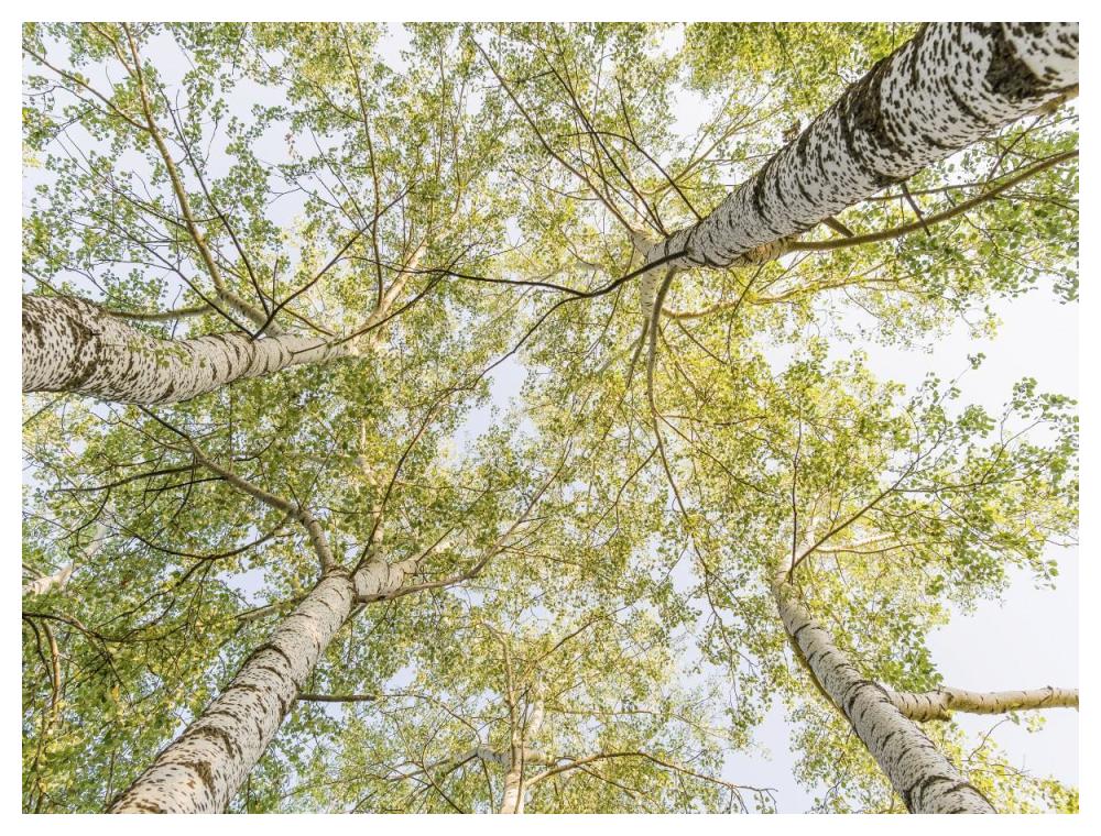 Birch woods in spring-Paper Art-50"x38"