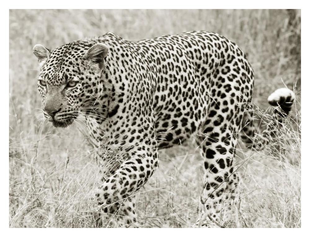 Leopard hunting-Paper Art-18"x14"