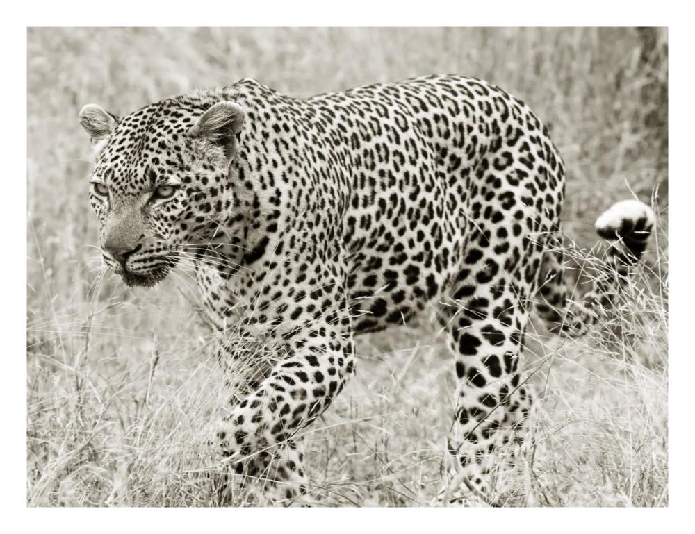 Leopard hunting-Paper Art-26"x20"